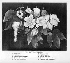 Cotton plant